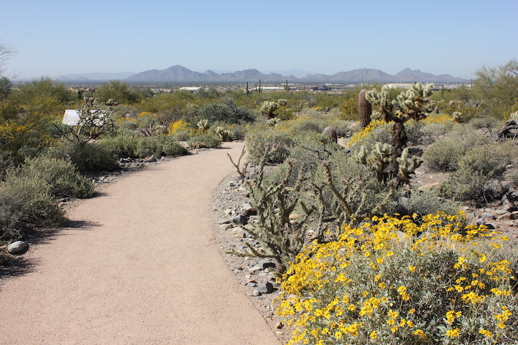 A desert path leading to far Arizona mountains